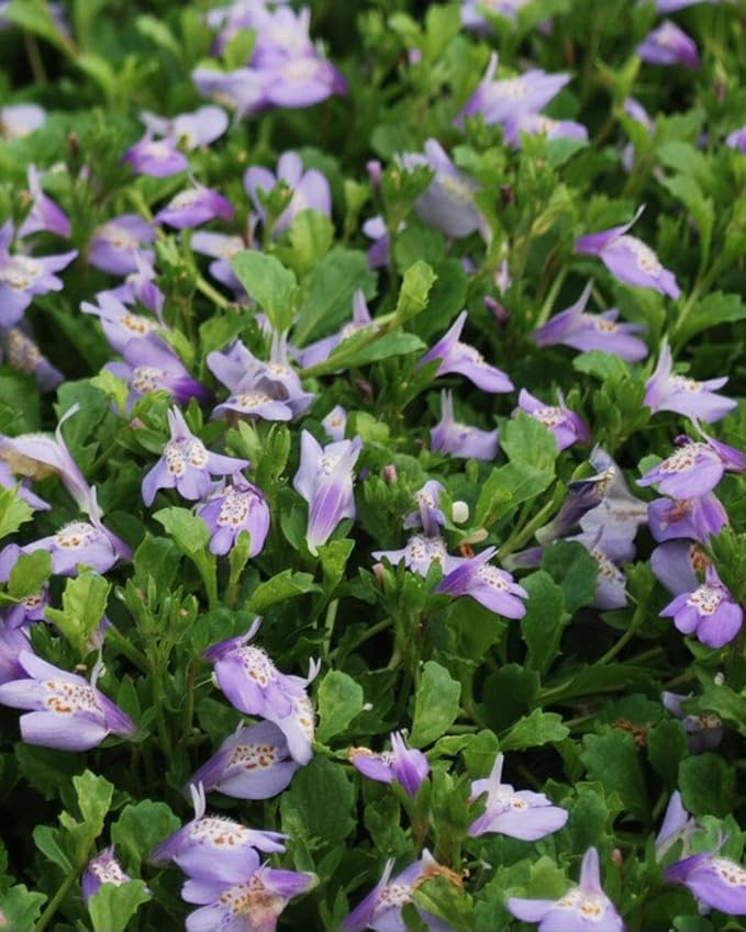 RedCrocus Creeping Mazus Mazus reptans 'Blue' | Ground Cover, Border Plant, Rock Garden | Evergreen, Pollinator Attractant, Pet Safe 1 Quart (Pack of 10)