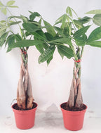 Two Money Tree 5 Plants Braided Into Pachira Tree - Unique from jmbamboo