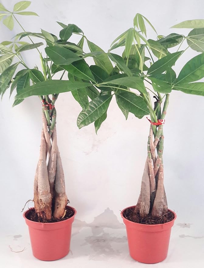 Two Money Tree 5 Plants Braided Into Pachira Tree - Unique from jmbamboo