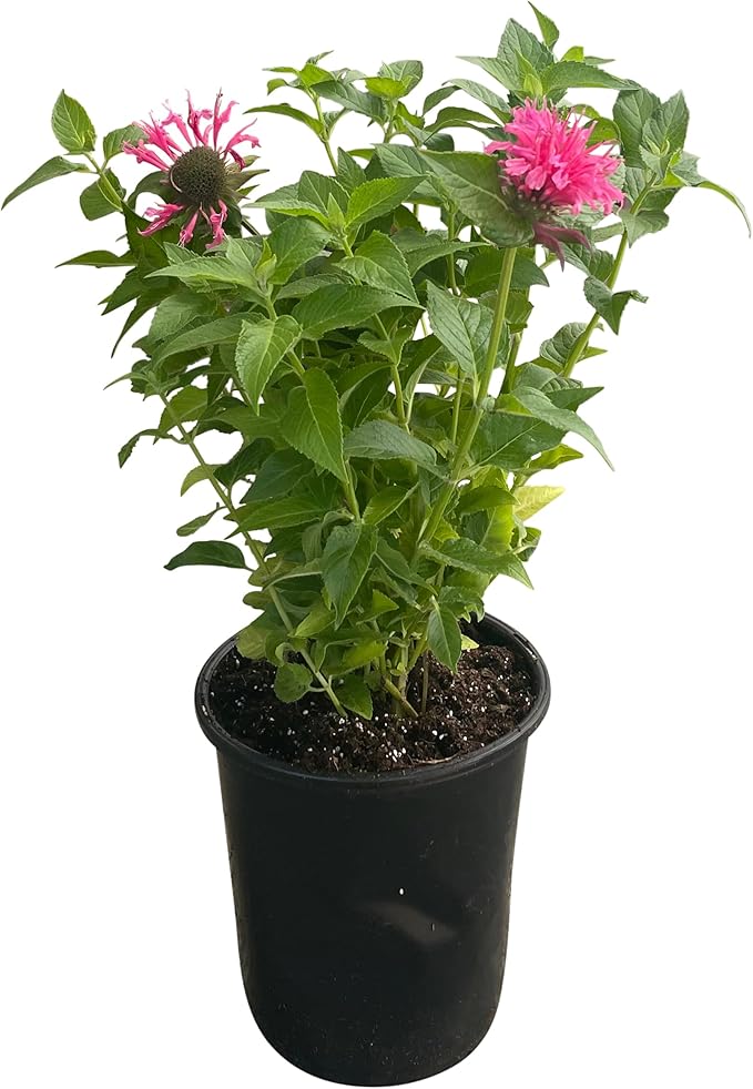 Live Bee Balm (Monarda) - Pink, Attracts Butterflies and Hummingbirds, Natural Pollinator, 10" Tall by 6" Wide in 2.5 Qt Pot