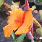 Canna 'Orange Taney', a Great Live Pond Plant for Your Water Garden. Filters koi and Goldfish Ponds. Good for Bogs, Plant Shelf or Shallow Water This marginal Aquatic is a Real Beauty