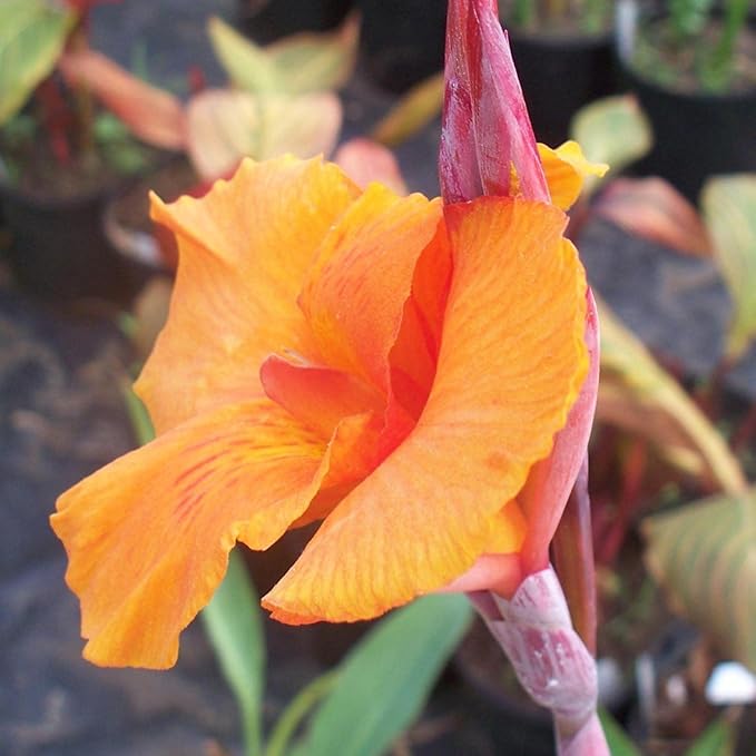 Canna 'Orange Taney', a Great Live Pond Plant for Your Water Garden. Filters koi and Goldfish Ponds. Good for Bogs, Plant Shelf or Shallow Water This marginal Aquatic is a Real Beauty