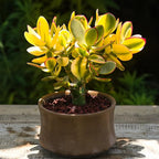 Sprout N Green Golden Jade with White Stripe Pot, Live Crassula Ovata 'Hummel Sunset' Succulent, Rare Cute Plant, Home Office Décor