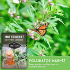 Motherwort Seeds for Planting - Plant & Grow Lion's Tail Medicinal Herbs in Your Home Herb Garden - Non-GMO Heirloom Variety - Survival Garden Seeds