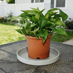 Plant Saucer 6 inch Drip Tray for Ceramic Plastic Pots, 2 Pack Plant Saucers for Indoors, Plastic Planter Flower Pot Saucers for Potted Plants, Planter Water Trays for pots Base (6", Gray)