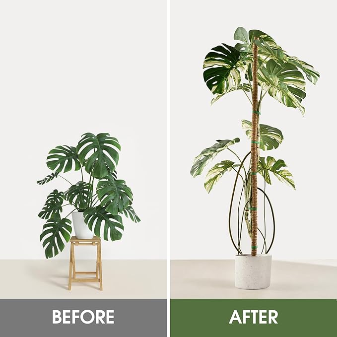 3 Pack Moss Pole 63 Inch Monstera Plant Support Moss Poles Bendable for Climbing Plants Longer Coco Coir Sticks Support Stakes Tall for Indoor Creeper DIY Shape Plants Grow Upwards