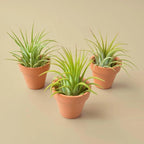 Air Plants Live Variety Pack - Pack of 3 Live Air Plants - Tillandsia Live Plants Assorted - Air Purifying Plant - California Seller