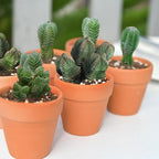 Sprout N Green Crassula cv. Buddha's Temple, Live Succulent Fully Rooted in 2" Pot with Soil Mix, Houseplant for Indoor Outdoor Home Office Wedding Decoration Party Favor, Pet Friendly, Easy to Care
