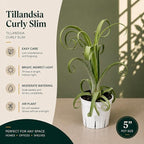 Large Tillandsia Curly Slim Live Air Plant, Potted Air Plants Live Houseplants, Indoor Large Air Plants, Airplant Can be in Pot or Air, Tillandsia House Plants Live