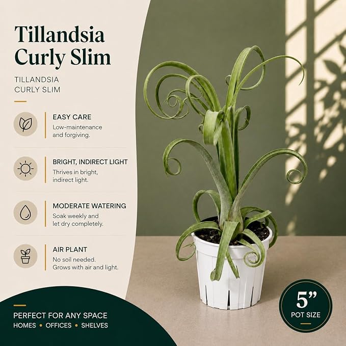 Large Tillandsia Curly Slim Live Air Plant, Potted Air Plants Live Houseplants, Indoor Large Air Plants, Airplant Can be in Pot or Air, Tillandsia House Plants Live