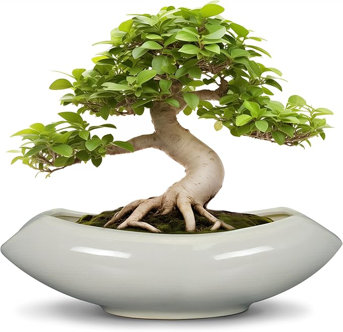 Bonsai Pots 18 Inch - Ceramic Succulent Pots with Drainage Hole Decorative Plant Pot Indoor Large Outdoor Planter Modern Flower Pot for Home Garden Room Decor Gray