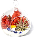 Creations by Nathalie - DIY Terrarium Kit with Live Air Plant (Local & Fresh from Florida), Glass Globe, Reindeer Moss, Figurine, Healing Crystal Chips and Sand - Handmade in USA