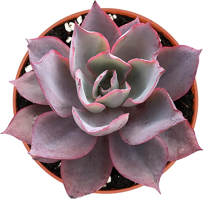 4" Live Succulent Plants Echeveria Afterglow, Easy Care Potted Succulents, Indoor Houseplant, Unique Gifts, Home Office Décor