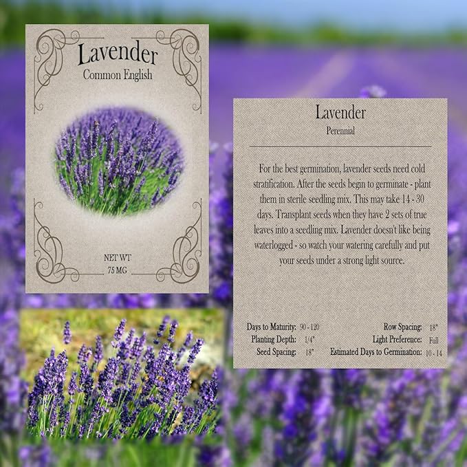 Herb Seed Pack Collection - 12 Varieties Including Basil, Parsley, Rosemary, Dill, Chives, Garlic Chives, Oregano, Mustard, Thyme, Cilantro, Sage & Lavender - Great for Gardening & Cooking