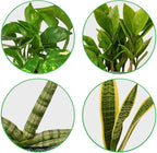 Easy Care Live Plants for Indoor | Different Houseplants in Multiple Sizes | Real House Plant for Living Room, Office, Desk & Bathroom