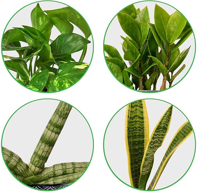 Easy Care Live Plants for Indoor | Different Houseplants in Multiple Sizes | Real House Plant for Living Room, Office, Desk & Bathroom