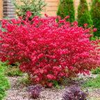 Dwarf Burning Bush Live Plant in 4" Pot, Hardy Landscape Plant for Borders and Garden Design, Red Shrub