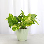 Thorsen's Greenhouse Golden Pothos, Live Indoor Vining Plant, Easy to Grow, Variegated Houseplant, Natural Air Purifier (Sage, 4-inch Pot)