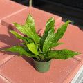 Crocodile Fern Live Plant - Large Leafy Tropical Ferns - Easy to Grow Indoor Outdoor Houseplants for Home, Office, Wedding Decor & Giftable (Heat Pack Included)