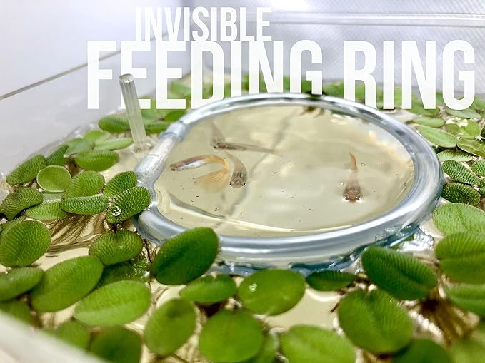 Aquarigram 60+ Giant Duckweed (+Mystery Plant + Invisible Feeding Ring) Live Aquatic Floating Plant for Aquarium (spirodela polyrhiza)