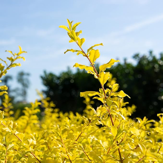 Perfect Plants Sunshine Ligustrum Shrub 3 Gallon | Live Plant Perfect for Southern Climates | Bright Yellow Foliage | Dwarf Shrubs for Landscaping
