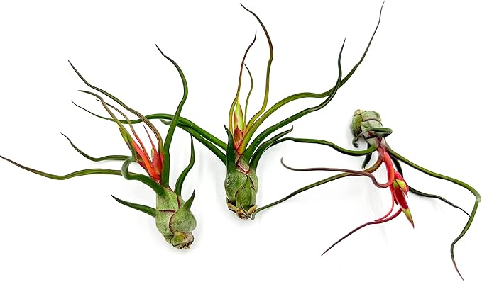 ragnaroc Air Plants - Flowering Tillandsia Bulbosa Guatemala, Large 3-5" - 3ct - Live Arrival Guaranteed - House Plants for Home Decor & Gift