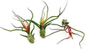 ragnaroc Air Plants - Flowering Tillandsia Bulbosa Guatemala, Large 3-5" - 3ct - Live Arrival Guaranteed - House Plants for Home Decor & Gift