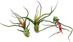 ragnaroc Air Plants - Flowering Tillandsia Bulbosa Guatemala, Large 3-5" - 3ct - Live Arrival Guaranteed - House Plants for Home Decor & Gift