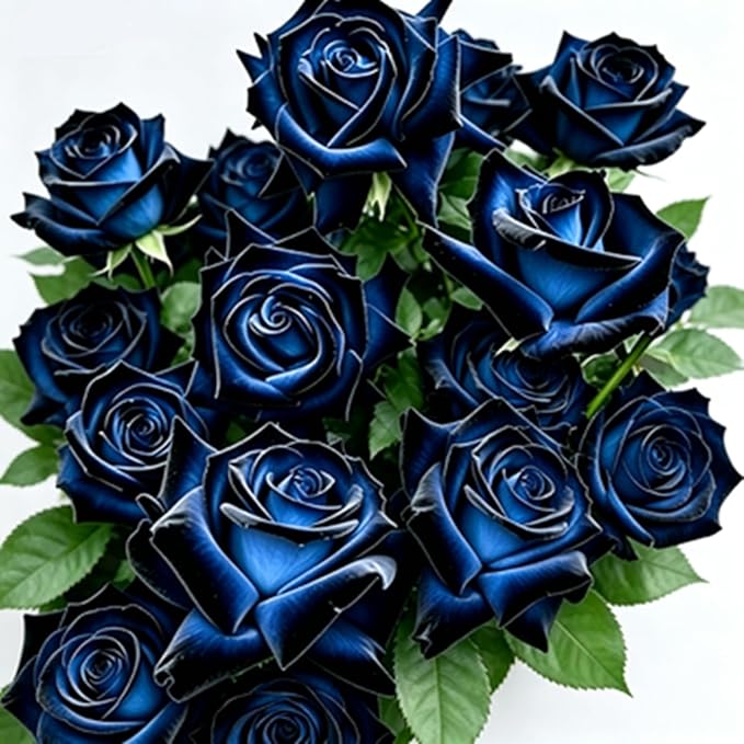 Rare Roses Seeds, 500Pcs, Sunset Colored Blooming Plants for Garden Flower Beds, Borders & Cut Flowers, Prolific Outdoor Rose Seeds Thriving in Full Sun & Well-Draining Soil (Blue)