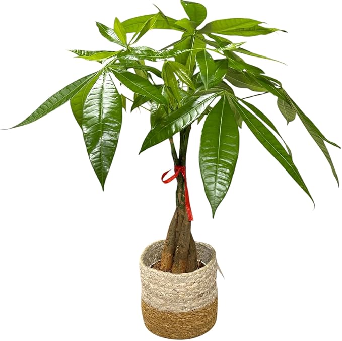 Money Tree Live Plant | 14-22 Inches Tall Bonsai | Easy to Grow Indoor Houseplant | Home, Office, or Room Decor | Birthday, Housewarming Gift (Brown Jute)