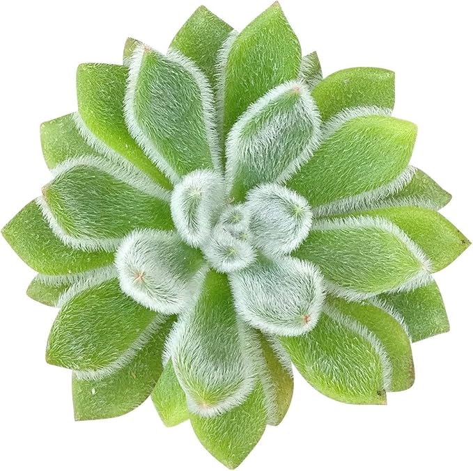 Echeveria Doris Taylor Succulent (Woolly Rose) - Fuzzy Mexican Firecracker Succulent in 2" or 4" Pot, Soft Velvet Foliage, Unique Pet-Safe Houseplant (2 inch + Plastic Pot)