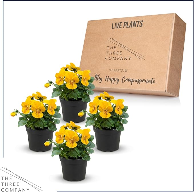 Live Healthy Flowering Pansies - Yellow (4 Plants Per Pack), Beautiful Winter Color, 6" Tall by 4" Wide in 1 Pint Square Pot