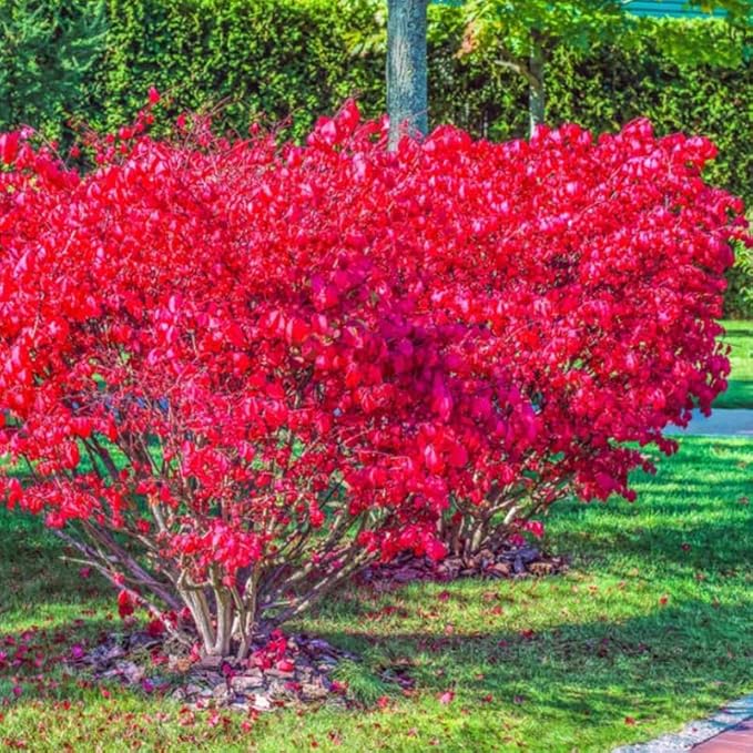 Dwarf Burning Bush Live Plant in 4" Pot, Hardy Landscape Plant for Borders and Garden Design, Red Shrub