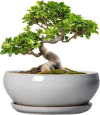 SQOWL Bonsai Pots - 10 Inch Ceramic Succulent Pots with Drainage Hole and Saucer, Large Shallow Indoor Planter, Bowl Round Planter Outdoor, Living Room Decor, Plant Lover Gifts, Gray
