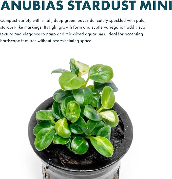 SubstrateSource Anubias Live Aquarium Plants - Potted Freshwater Plant for Fish Tanks, Terrariums - Beginner Friendly Low Light (Stardust Mini, 1 Pot)