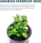 SubstrateSource Anubias Live Aquarium Plants - Potted Freshwater Plant for Fish Tanks, Terrariums - Beginner Friendly Low Light (Stardust Mini, 1 Pot)
