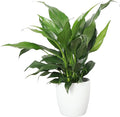 Thorsen's Greenhouse Live Peace Lily Plant, Spathyphylum, Low Light, Natural Air Purifier Live Indoor Plant, 4" Diameter Pot (White, 4-inch Pot)