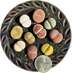 Live Lithops Succulent Plants, 10 Pcs, Rainbow Colorful Variety, Random Pick, Bare Root Without Pot & Soil, Indoor Office Desk Decoration, Plant Lovers Gifts