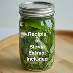 Natural Herbal Live Zero Calorie Sugar Replacement. Stevia Plants. Sweet Leaf, Sugar Leaf, Natural Sugar Substitute Herb, Easy to Grow (2 stevia Cups)