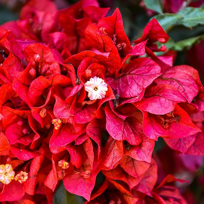 2 Bougainvillea Live Plants, Tropical Bougainvillea Flowering Vine, Fast Growing Outdoor and Container Plant, 4-8'' Tall (Doubel Red Blooms)