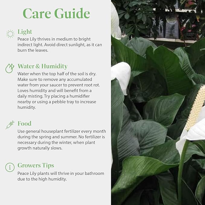 American Plant Exchange Peace Lily Spathiphyllum – 10-Inch Pot – Live Indoor Flowering Houseplant, Easy Care Low Light Plant for Home, Office, or Sympathy Gift Decor