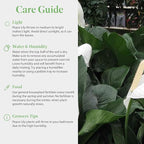 American Plant Exchange Peace Lily Spathiphyllum – 10-Inch Pot – Live Indoor Flowering Houseplant, Easy Care Low Light Plant for Home, Office, or Sympathy Gift Decor