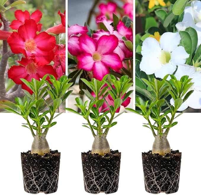 3 Rare Mixed Desert Rose Plants Live, Adenium Desert Rose Random Varieties, Starter 4-7'' Tall, Tropical Flowering Succulent, Indoor Outdoor Spring Planting