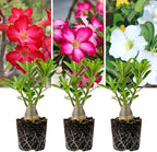 3 Rare Mixed Desert Rose Plants Live, Adenium Desert Rose Random Varieties, Starter 4-7'' Tall, Tropical Flowering Succulent, Indoor Outdoor Spring Planting