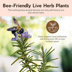 My Shelfie - Rosemary Plant Starter, Aromatic Rosemary Plants Live in 2-Inch Pot, Live Plants 2-3 Inch Tall, Blue-Purple Rosemary Herb Plants, Bee-Friendly, 3 Pieces, Green
