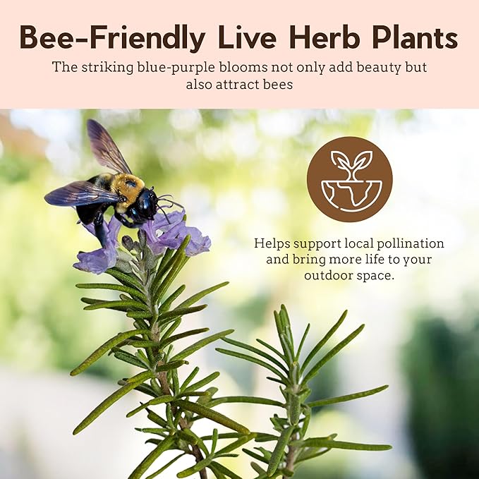 My Shelfie - Rosemary Plant Starter, Aromatic Rosemary Plants Live in 2-Inch Pot, Live Plants 2-3 Inch Tall, Blue-Purple Rosemary Herb Plants, Bee-Friendly, 1 Piece, Green