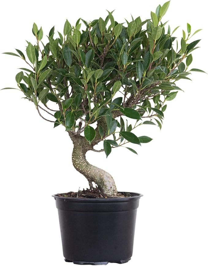 United Nursery Ficus Retusa Bonsai Tree Live Indoor Banyan Fig 8-12 inches Tall in 6 inch Plant Pot, Easy-Care House Plant Air Purifying Tropical Greenery for Zen, Office, and Home Decor