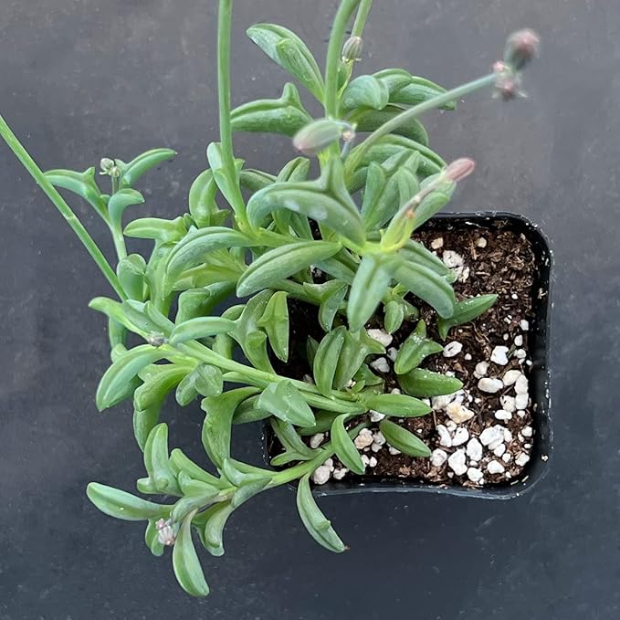Sprout N Green Green Succulents Collection, 3 Live Succulent Plant Fully Rooted in 2 inch Starter Pot, Home Office Indoor Outdoor Wedding Decoration DIY Projects Party Favor