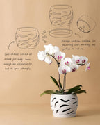 Fayoula Ceramic Orchid Pot with Holes & Saucers, 5.5 inch Plant pots for Indoor and Outdoor use, Wind-Worn Texture Cutout Promoting air Circulation and Drainage(Pots Only)
