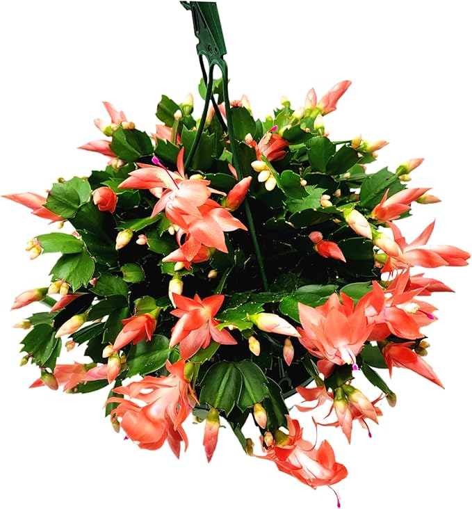 Thanksgiving Cactus, Coral Seasonal Blooms, Live Indoor Plant, Flowering Houseplant, Christmas Cactus, 8-Inch Hanging Basket, Holiday Decor, Pet Safe, Free Heat Pack